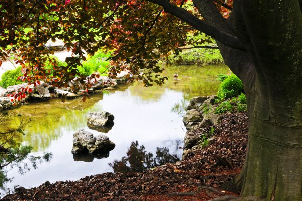 Meditação regular: Sua conexão com o seu jardim zen interno.