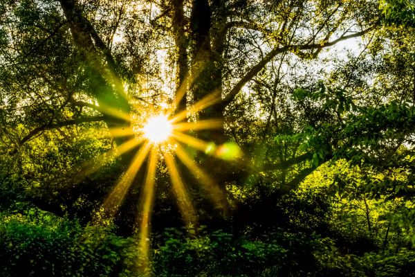 Plantas Zen para Ambientes Internos: Tranquilidade em Espaços Pequenos