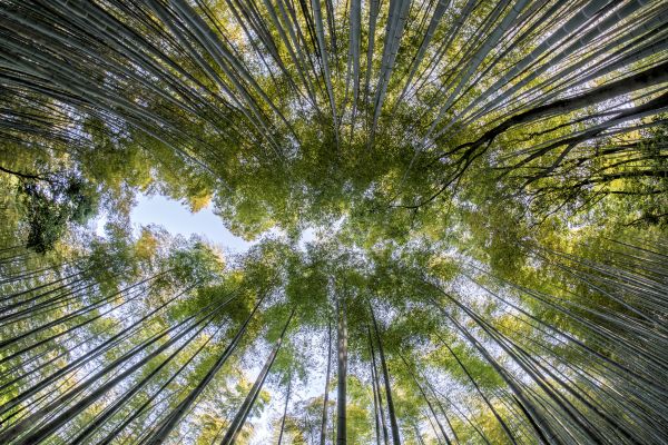 A Arte da Serenidade: Criando um Pequeno Jardim Zen em Casa