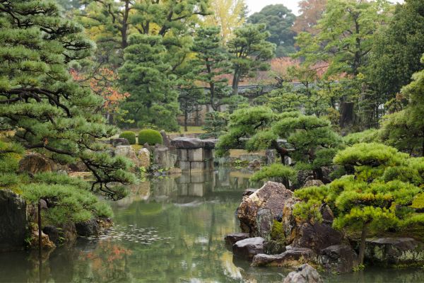 Cultivando a Paz: Plantas Zen e estações do ano