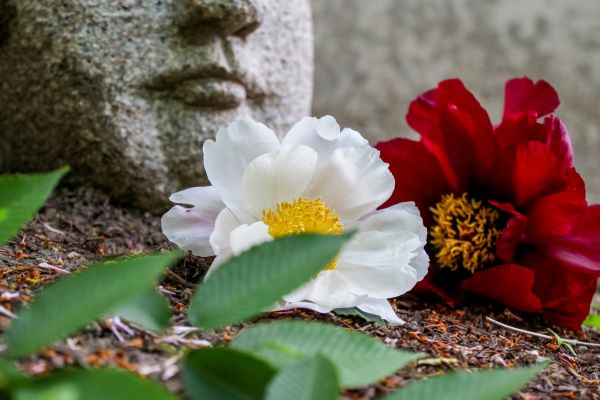 A Importância da Energia Positiva: Cuidados de Feng Shui em Jardins Zen Internos