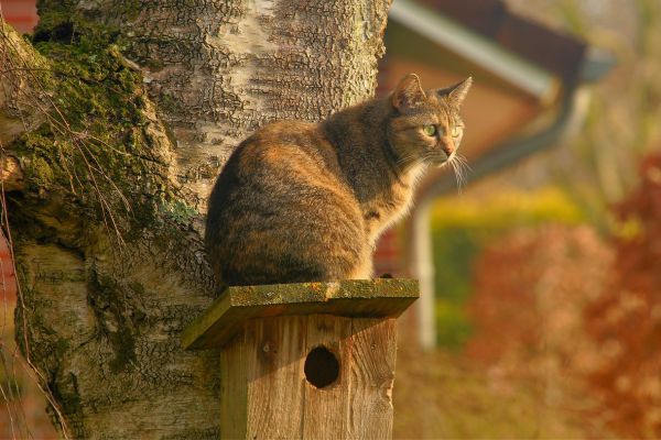 Dicas de Proteção Contra Animais de Estimação para preservar seu jardim zen interno