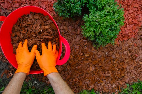 A Importância do Mulch em Jardins Zen de Interiores