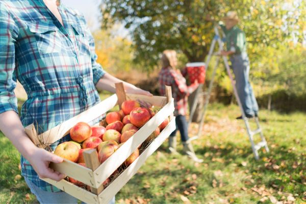 Agricultura Familiar e Agronegócio: Um Olhar Profundo Sobre o Campo Brasileiro