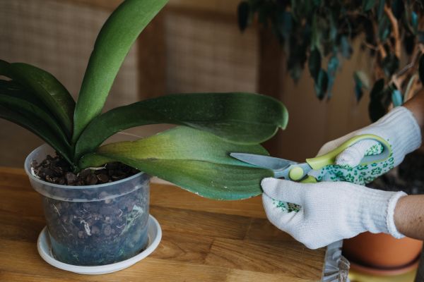 Como Plantar Orquídea no Vaso: Um Guia Completo para Cultivar Beleza em Casa